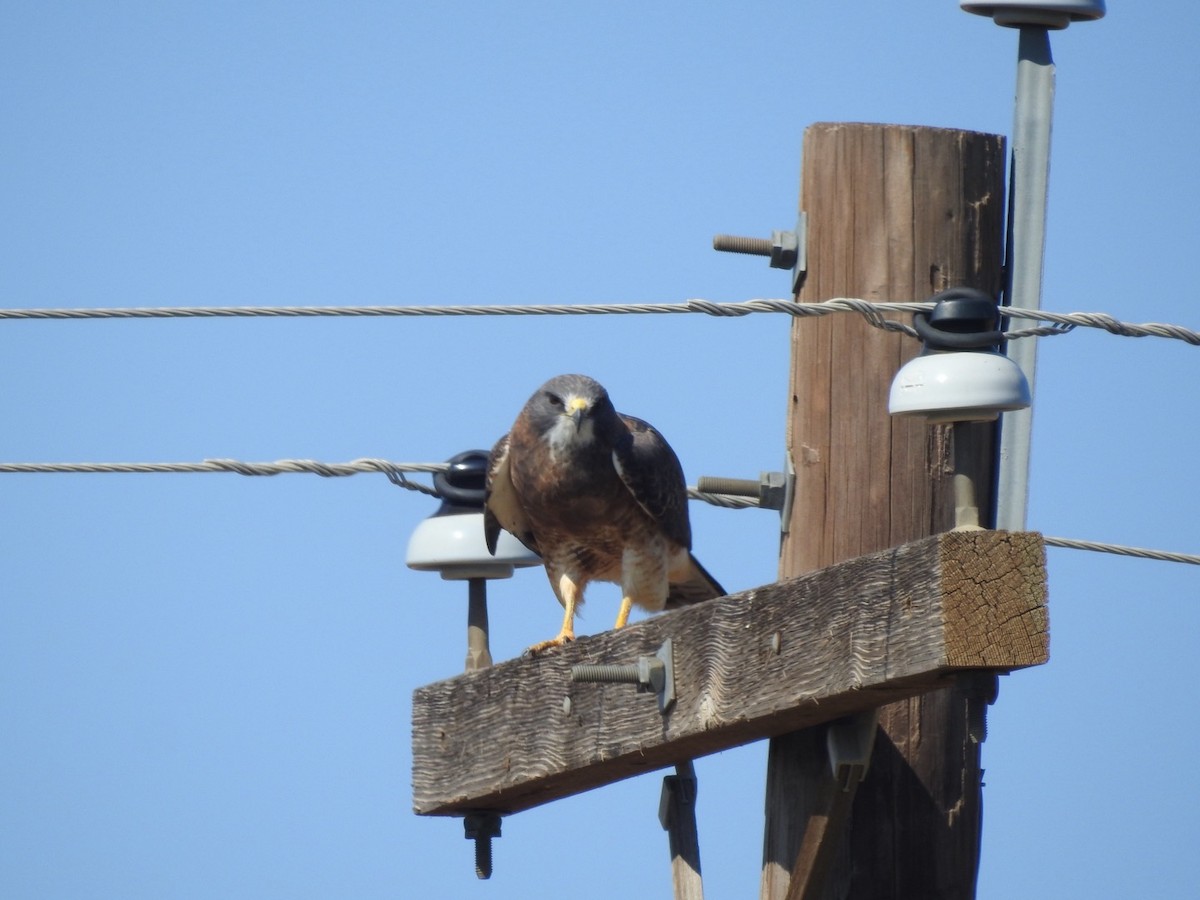 Swainson's Hawk - ML643044989