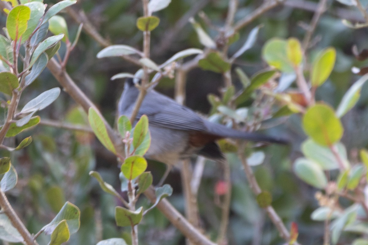 Gray Catbird - ML643044999