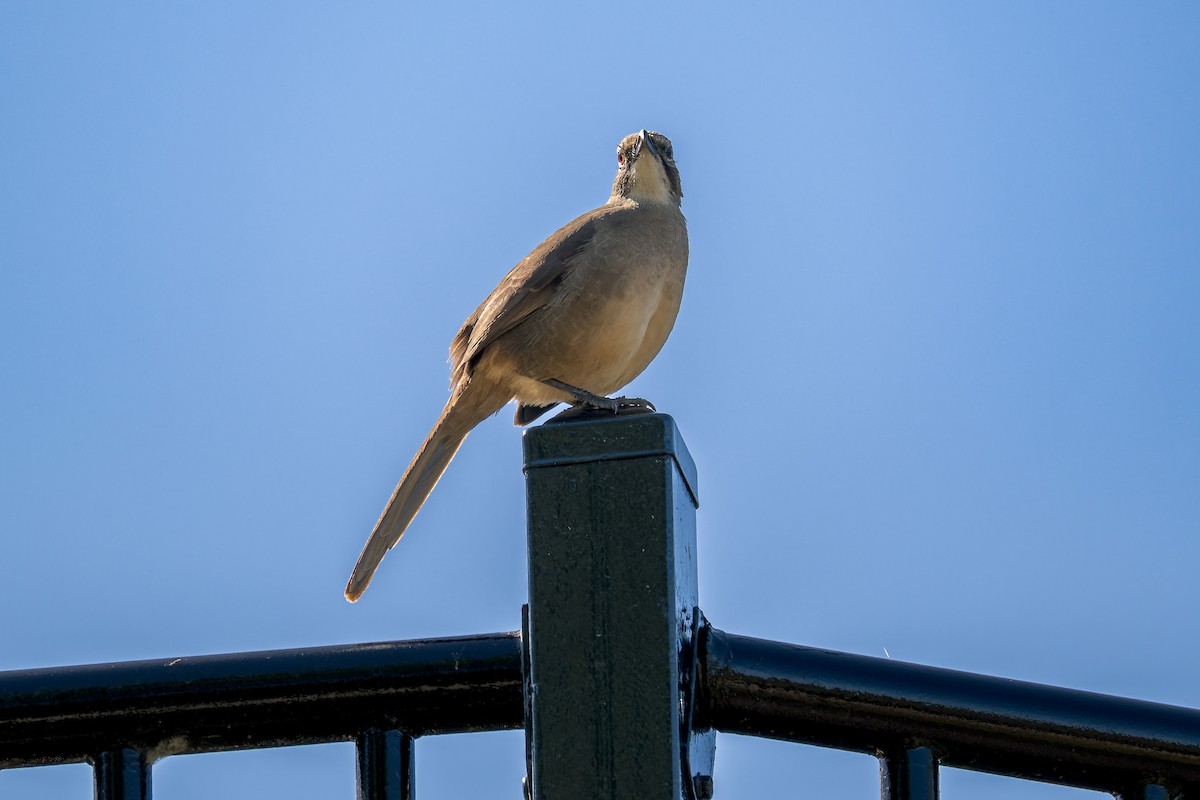 California Thrasher - ML643045000