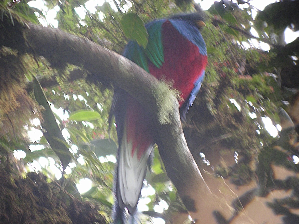 Resplendent Quetzal - ML643045006