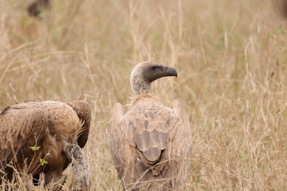 White-backed Vulture - ML643045007