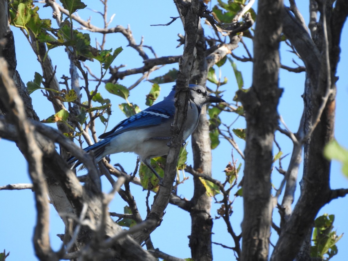 Geai bleu - ML643045016
