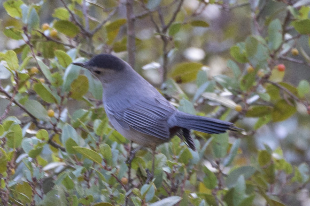 Gray Catbird - ML643045025