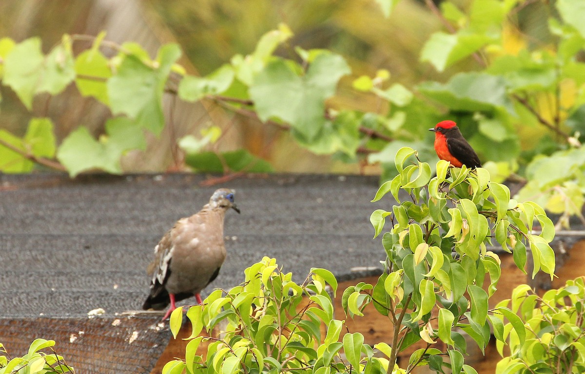 Vermilion Flycatcher (obscurus Group) - ML643045026