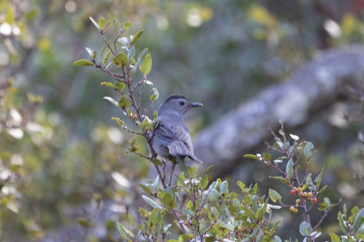 Gray Catbird - ML643045028