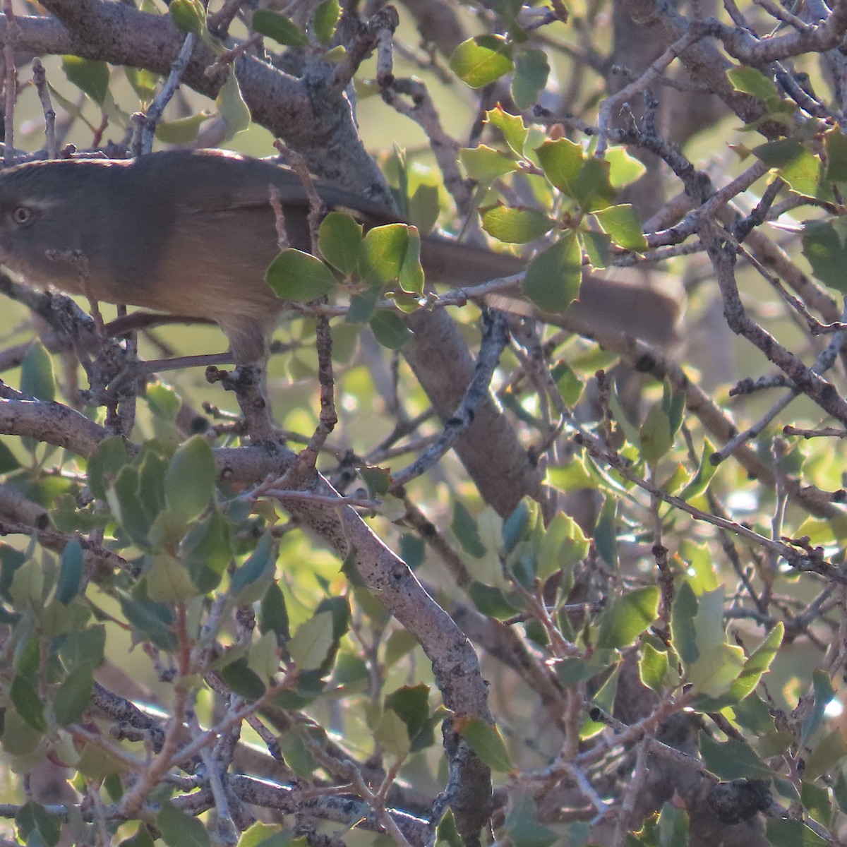 Wrentit - ML643045043