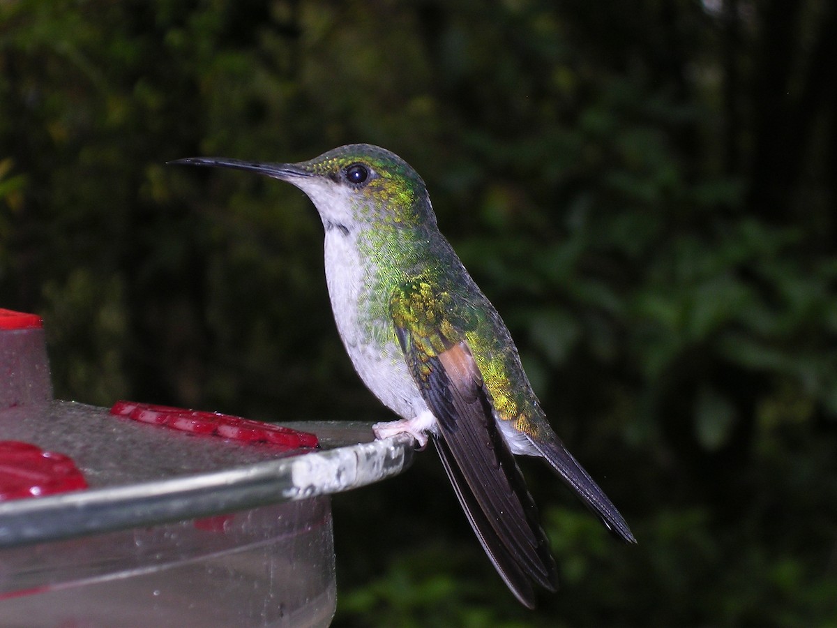 Stripe-tailed Hummingbird - ML643045047