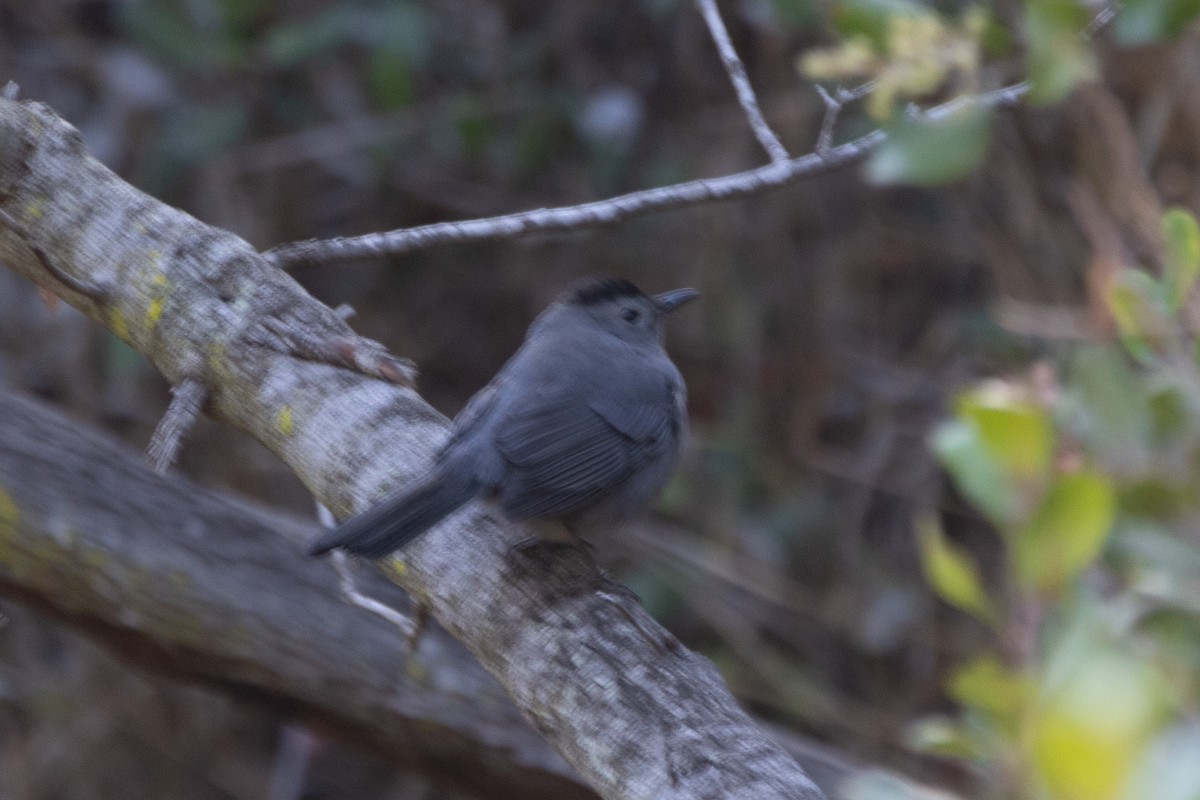 Gray Catbird - ML643045049