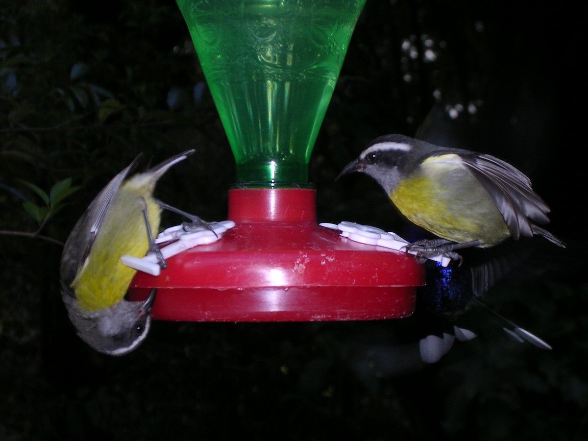 Bananaquit - ML643045075