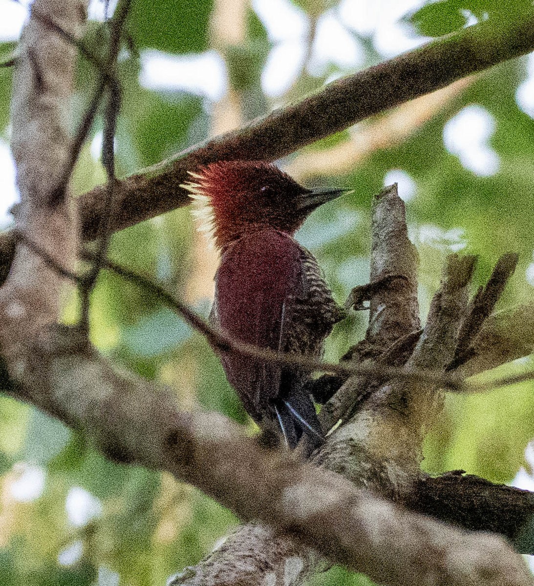 Mennigspecht - ML643045097