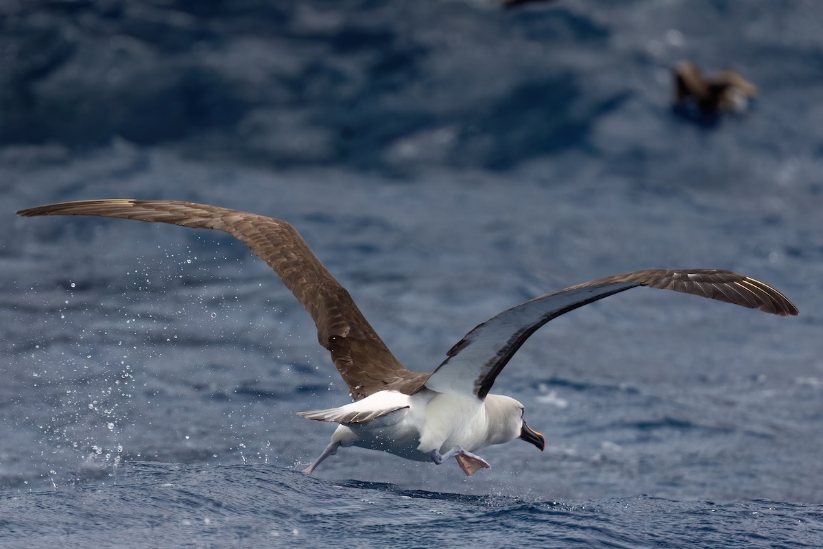 Atlantic Yellow-nosed Albatross - ML643045139
