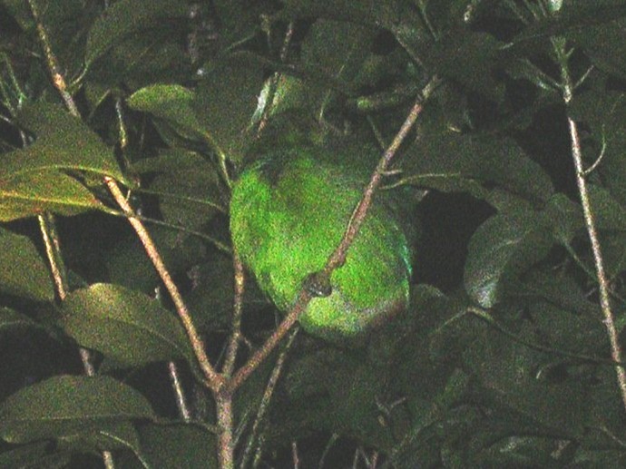 Northern Emerald-Toucanet (Emerald) - ML643045162