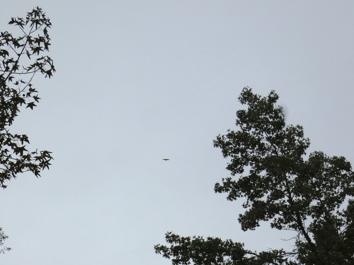 Peregrine Falcon - ML643045171