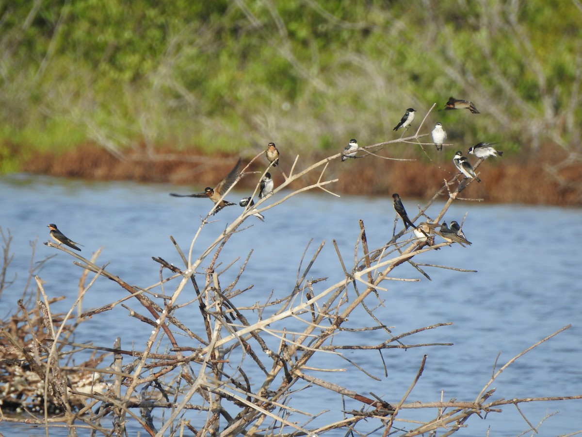 Mangrove Swallow - ML643045199