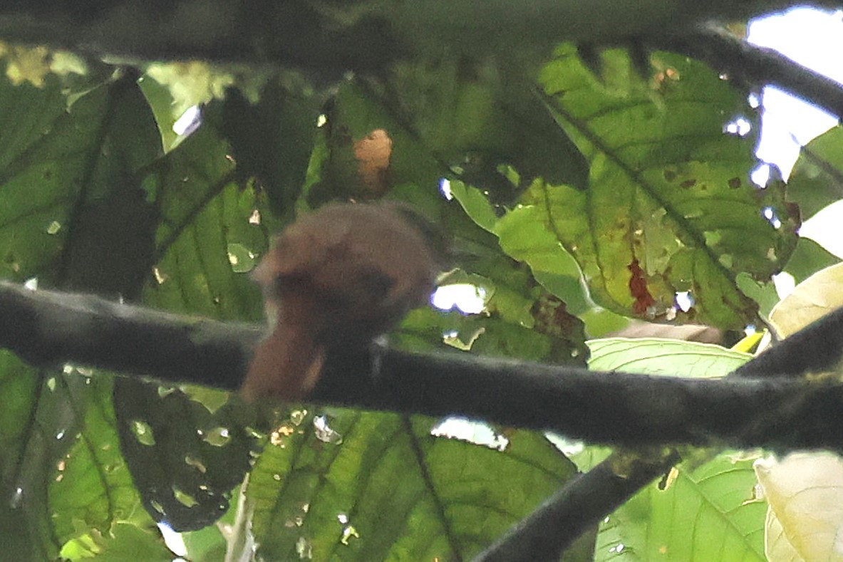 Russet Antshrike - ML643045210