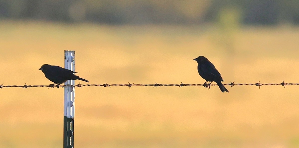 Bronzed/Brown-headed Cowbird - ML643045315
