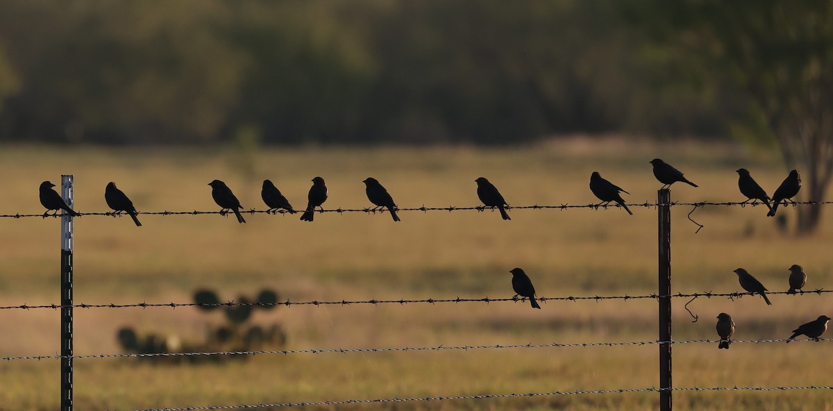 Bronzed/Brown-headed Cowbird - ML643045316