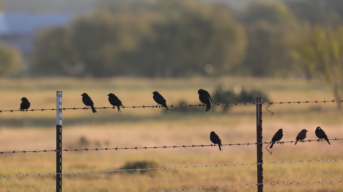 Bronzed/Brown-headed Cowbird - ML643045317