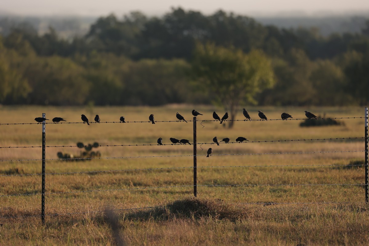 Bronzed/Brown-headed Cowbird - ML643045320