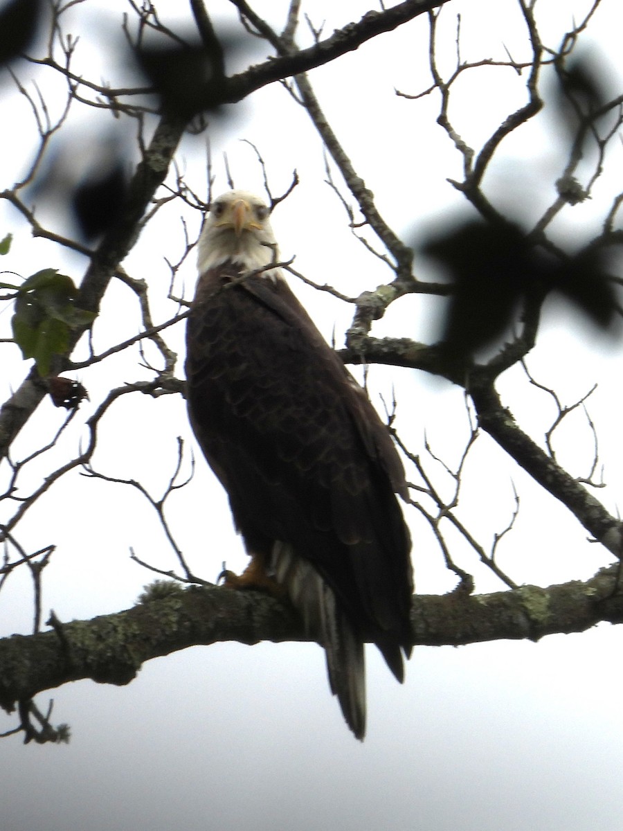 Bald Eagle - ML643045350