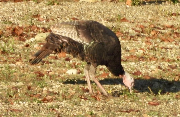 Wild Turkey - ML643045402