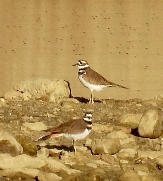 Killdeer - ML643045426