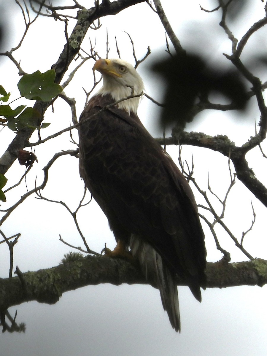 Bald Eagle - ML643045431