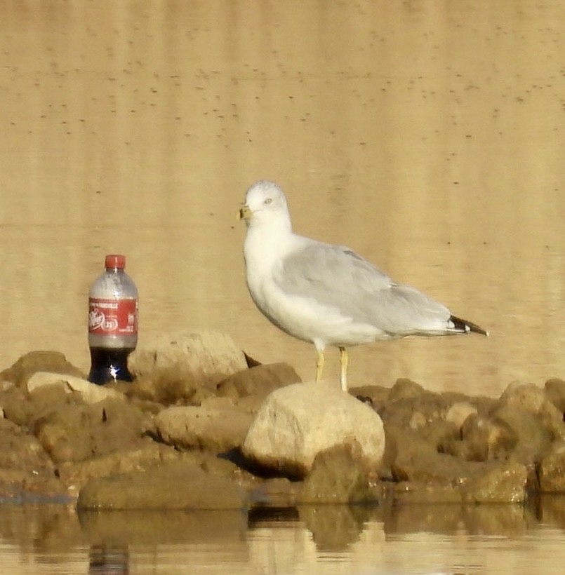 Ring-billed Gull - ML643045440