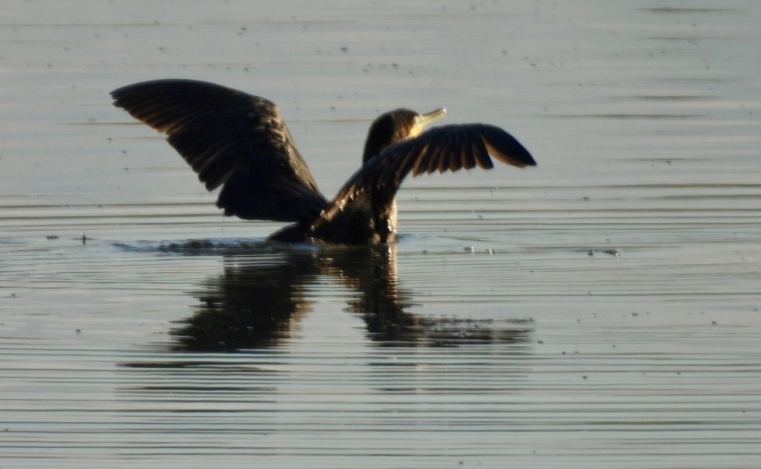 Double-crested Cormorant - ML643045447