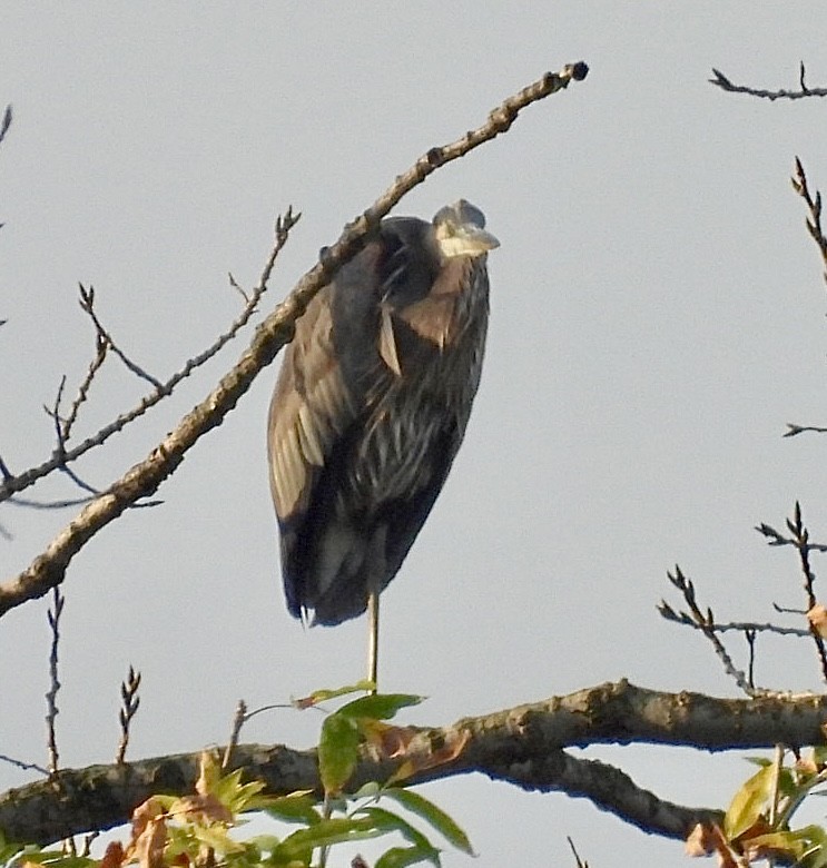 Great Blue Heron - ML643045465