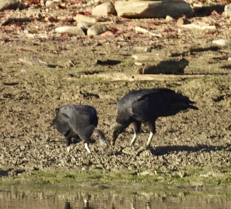 Black Vulture - ML643045476