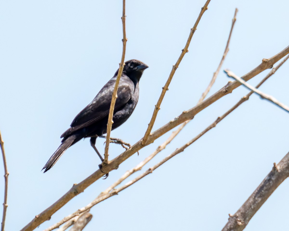 Shiny Cowbird - ML643045498