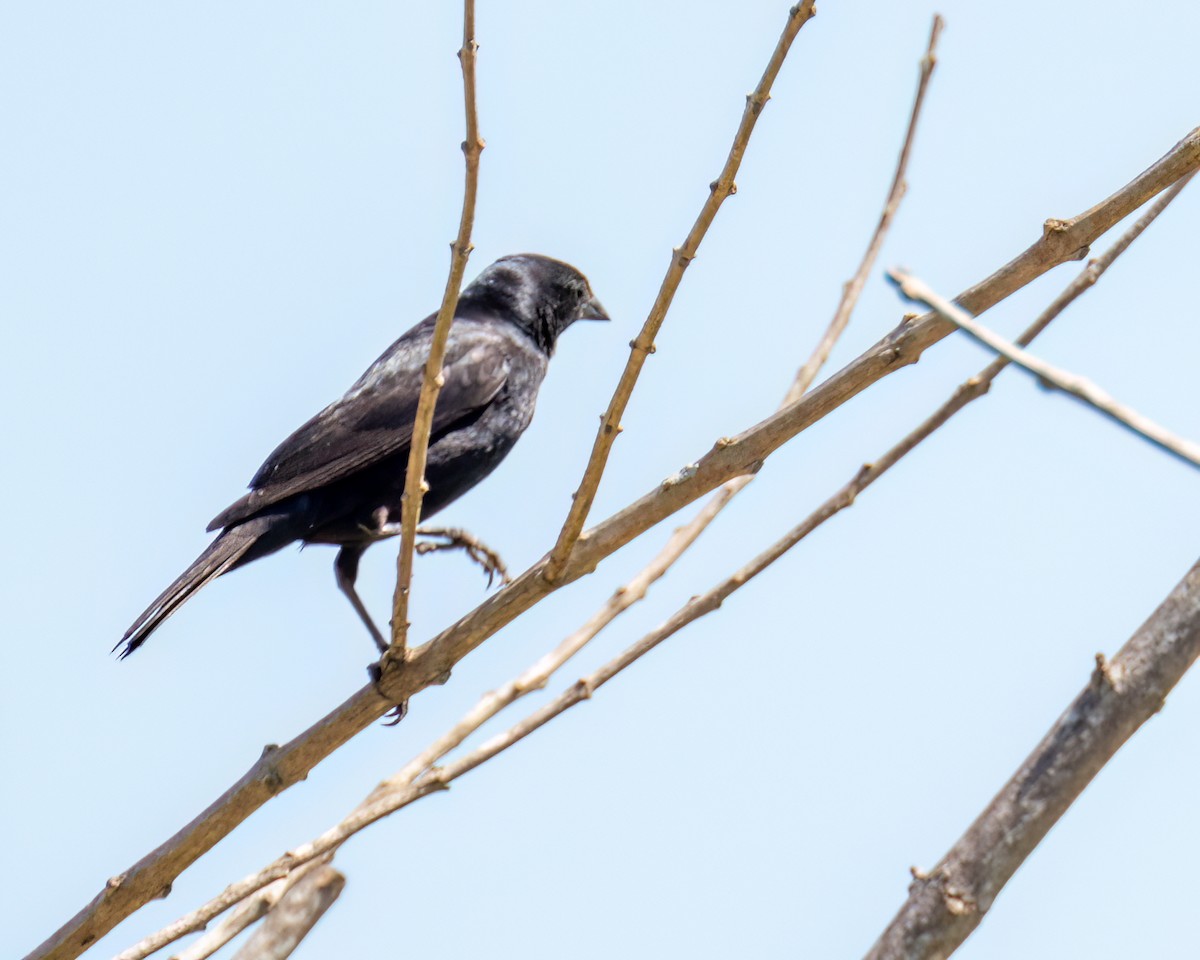 Shiny Cowbird - ML643045499