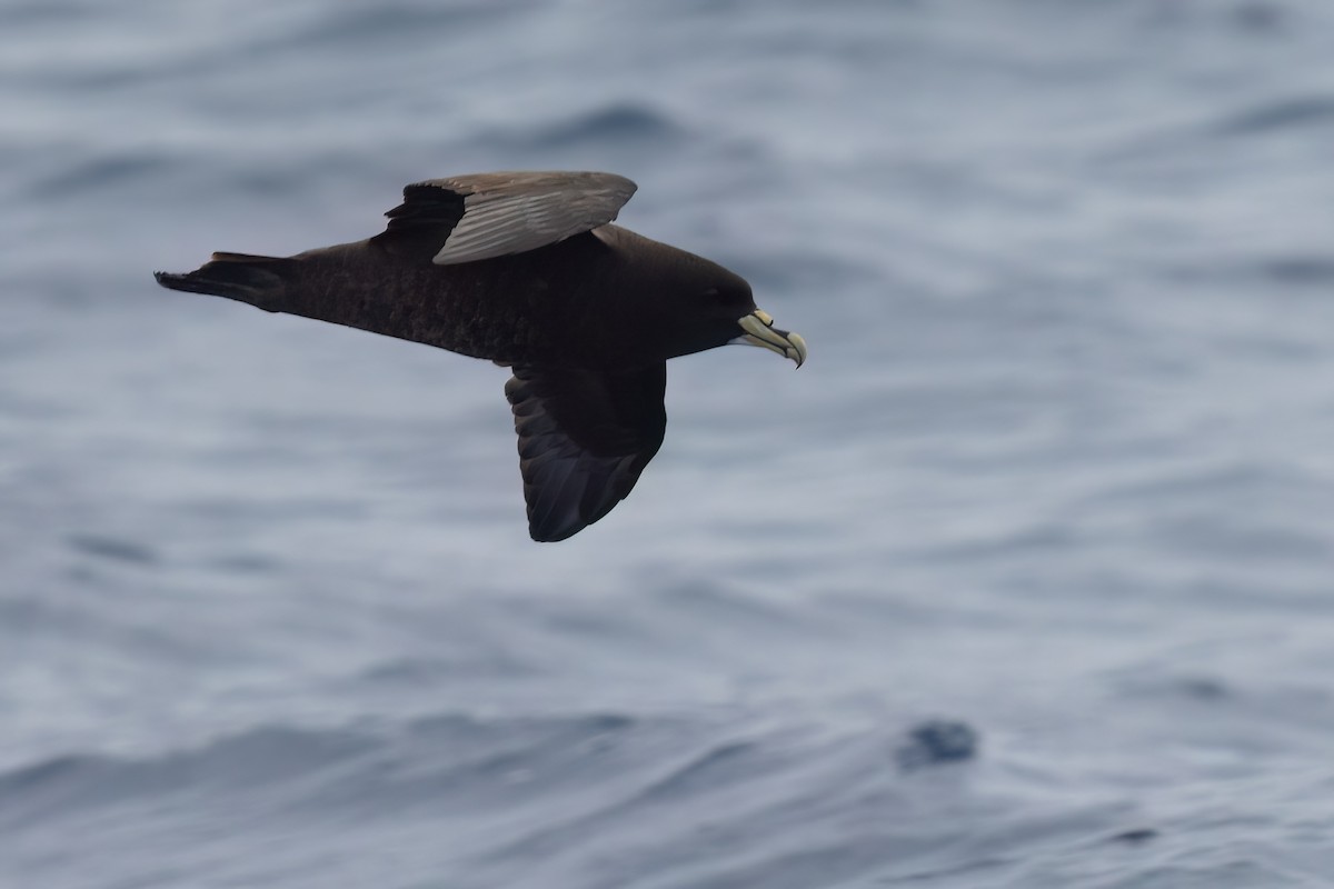 White-chinned Petrel - ML643045500
