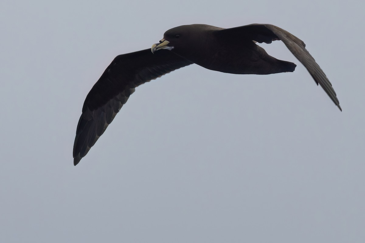 White-chinned Petrel - ML643045501