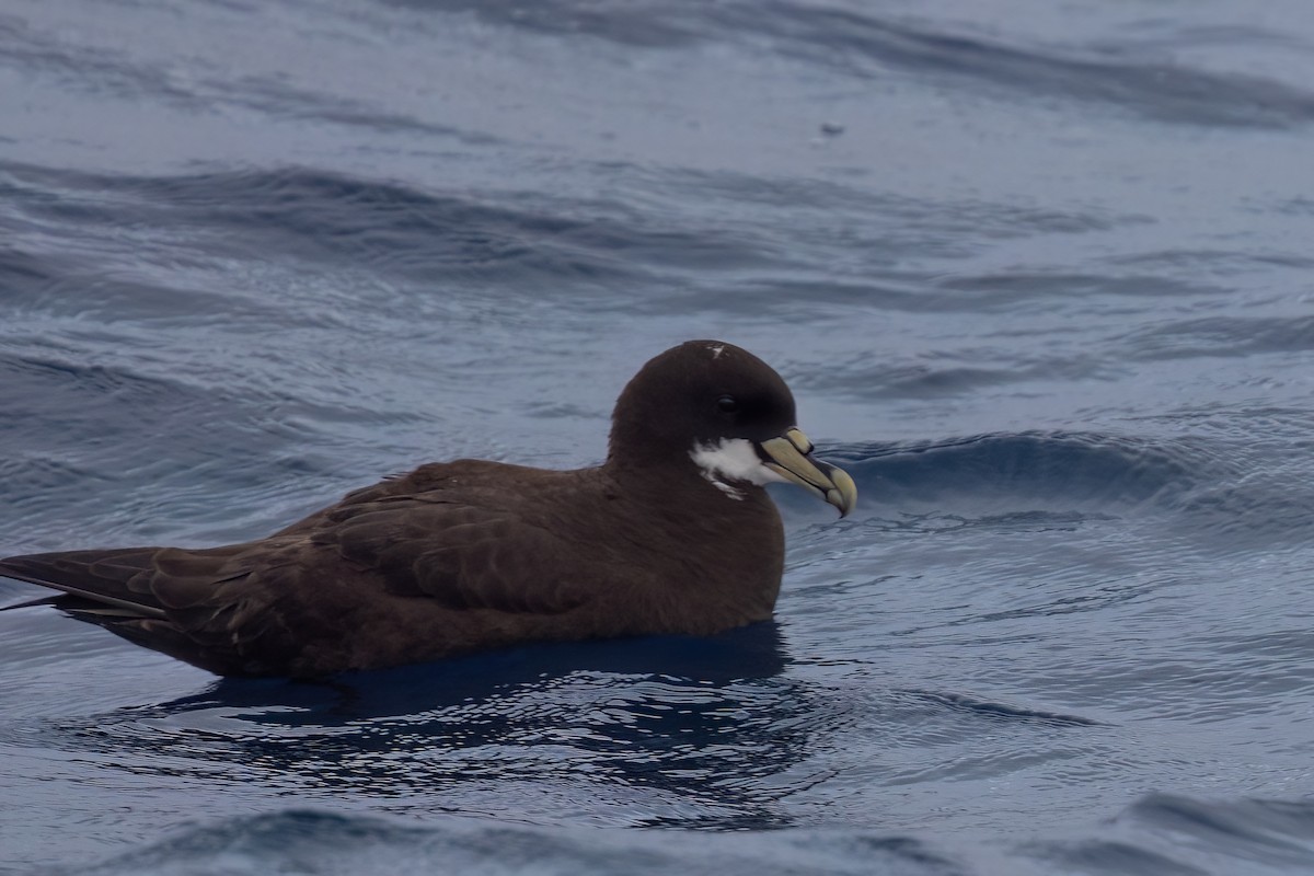 White-chinned Petrel - ML643045502