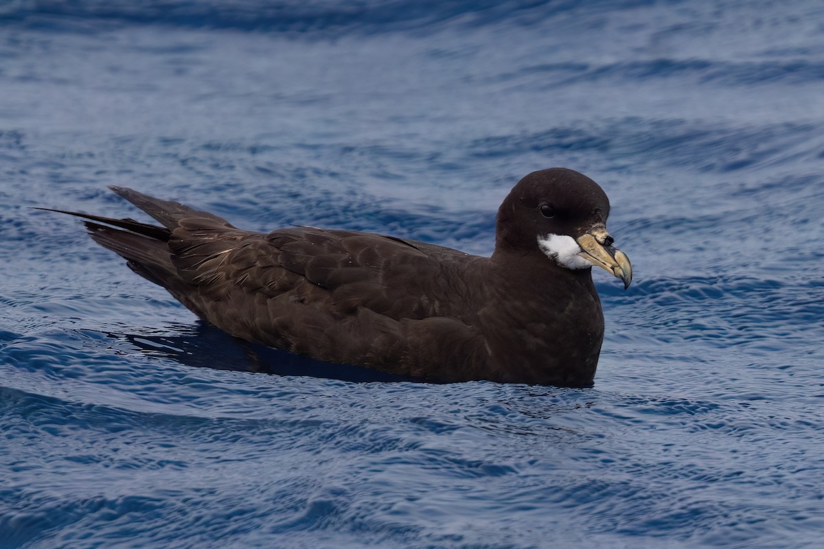 White-chinned Petrel - ML643045503