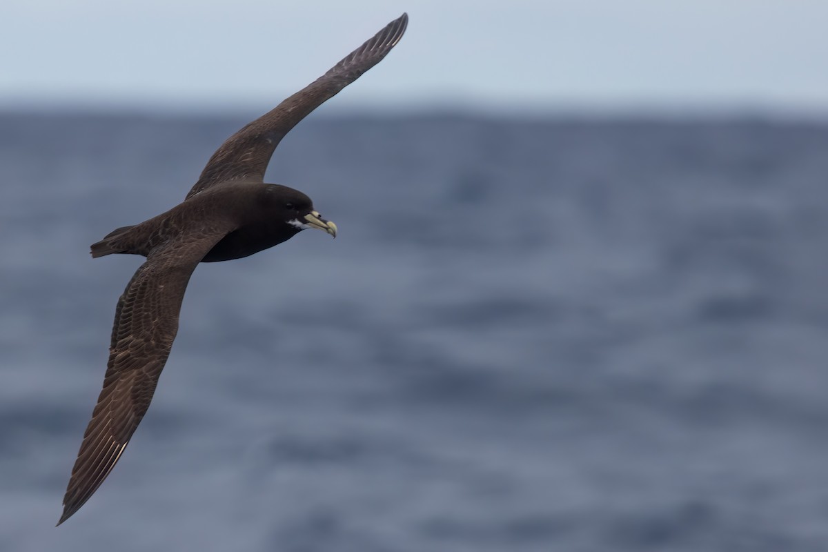 White-chinned Petrel - ML643045505