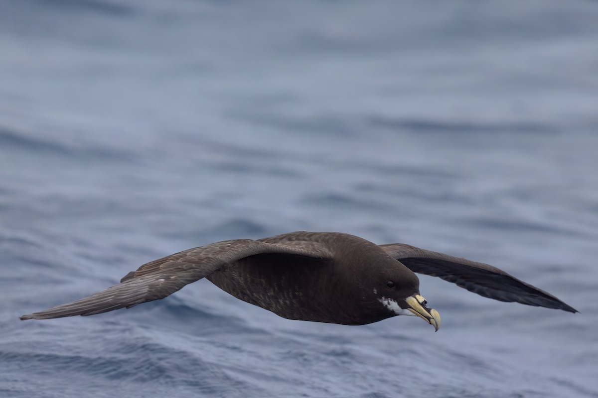 White-chinned Petrel - ML643045506