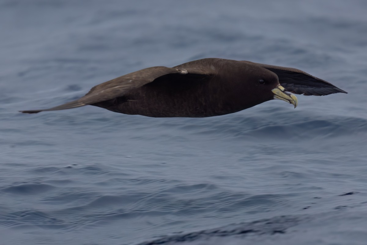 White-chinned Petrel - ML643045507