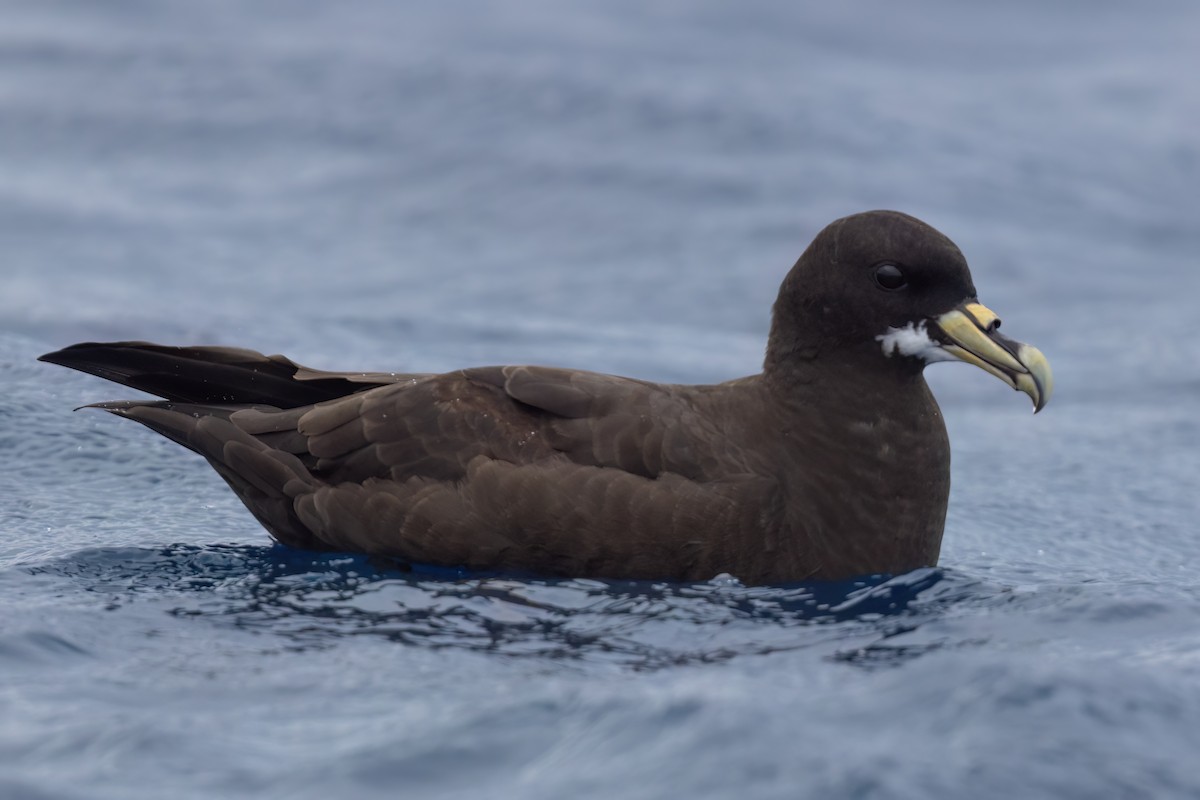White-chinned Petrel - ML643045508