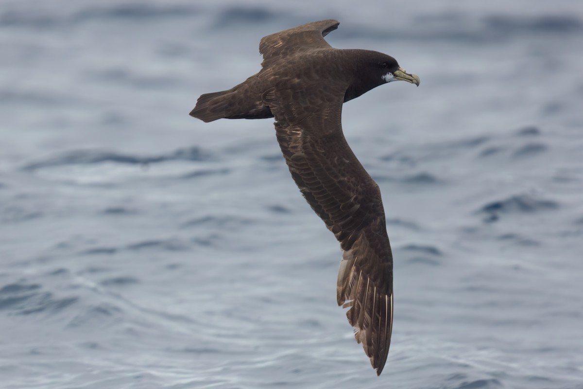 White-chinned Petrel - ML643045509