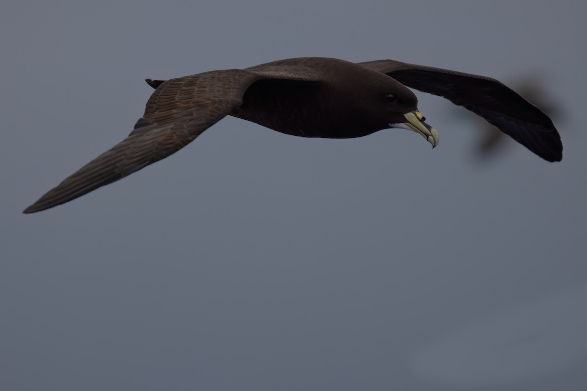 White-chinned Petrel - ML643045510
