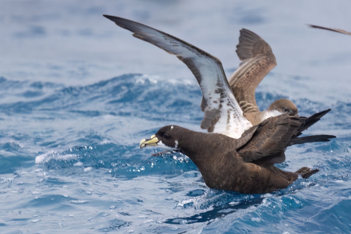 White-chinned Petrel - ML643045511