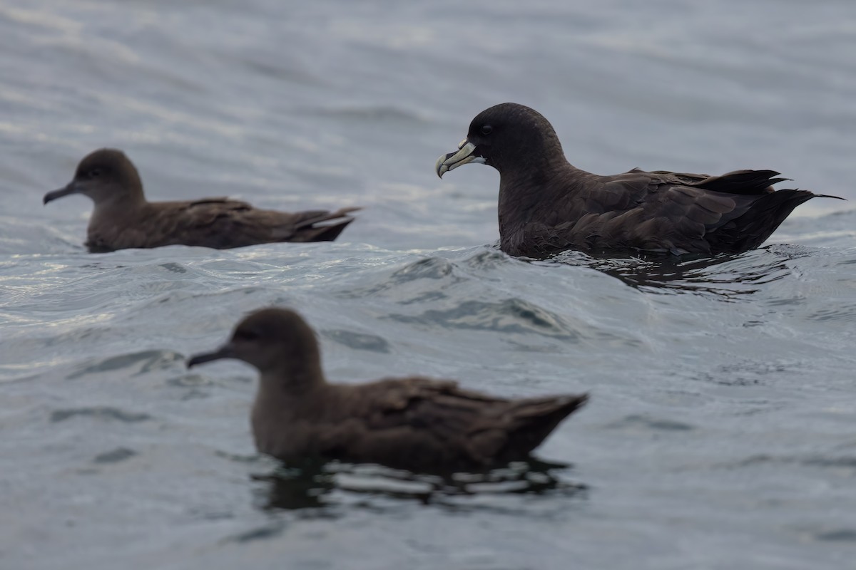 White-chinned Petrel - ML643045512