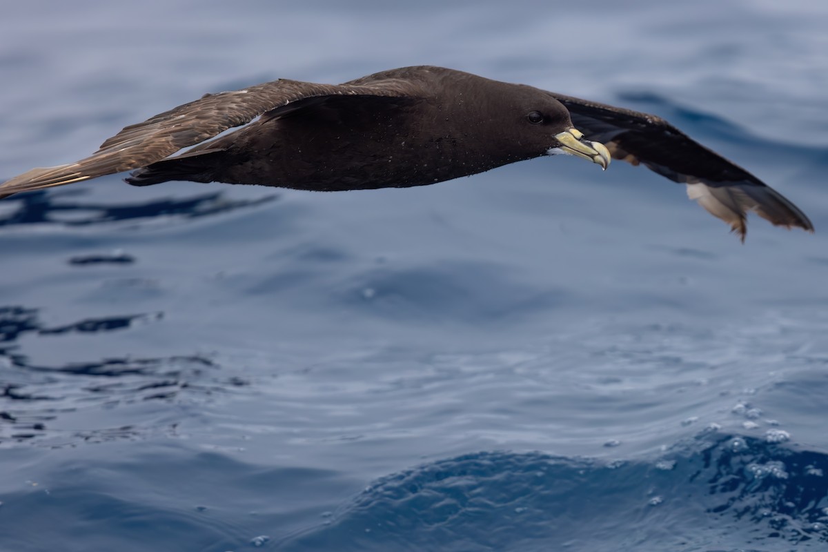 White-chinned Petrel - ML643045514