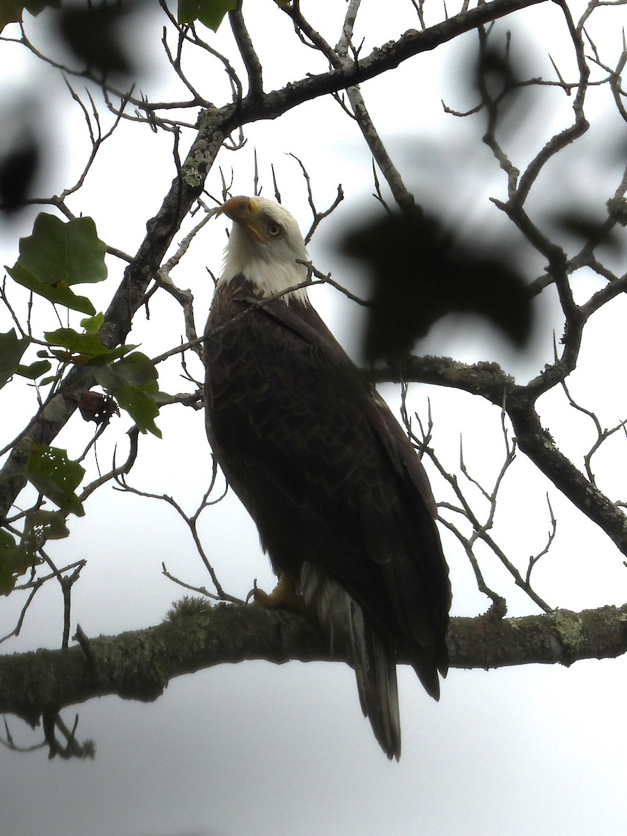 Bald Eagle - ML643045515