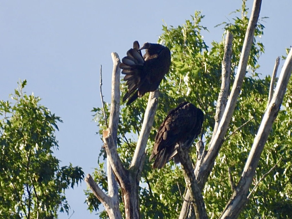 Turkey Vulture - ML643045532