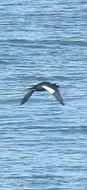 White-winged Scoter - ML643045547