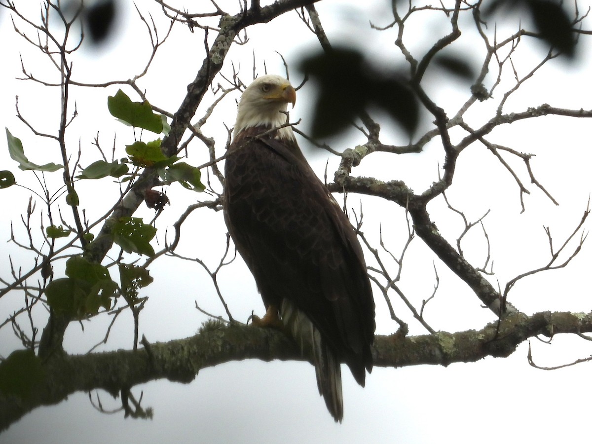 Bald Eagle - ML643045549